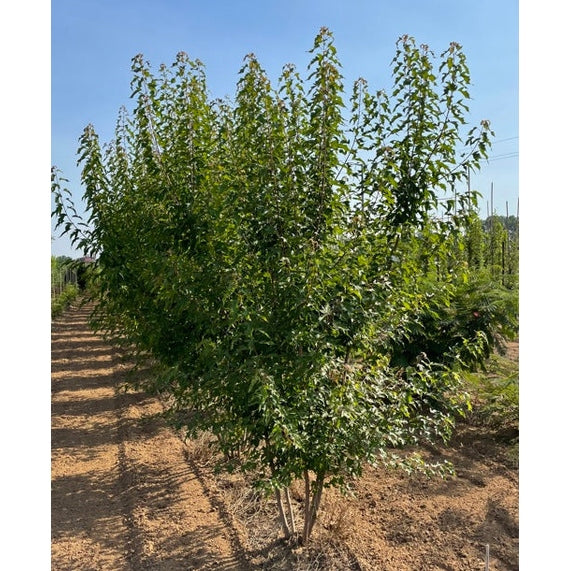 Ginnalalönn - Acer tataricum 'Ginnala' 250-300 MS DRKL